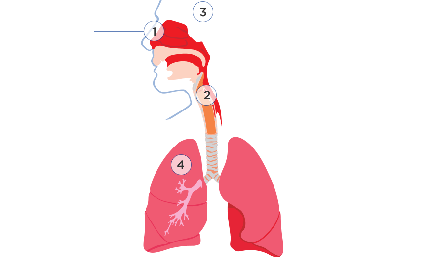 facts about coughing